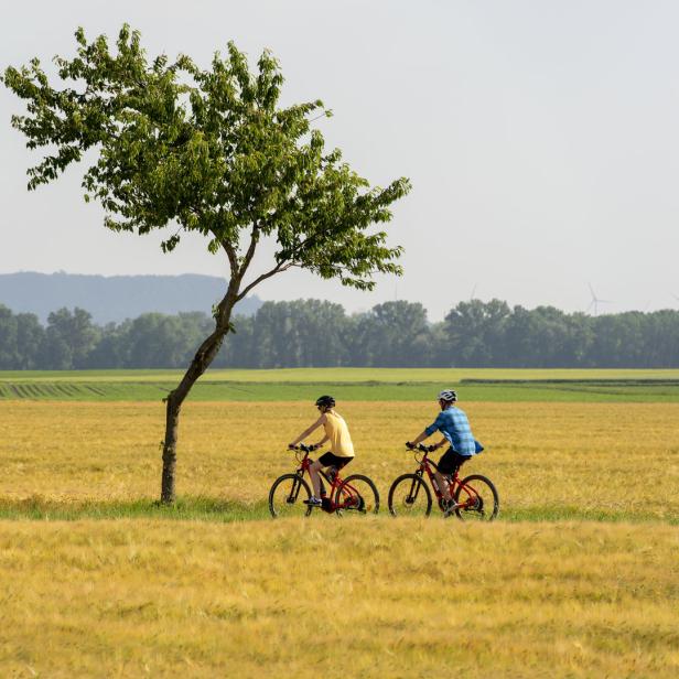 Zwei Personen fahren mit Fahrrädern durch ein goldenes Feld, an einem Baum vorbei.