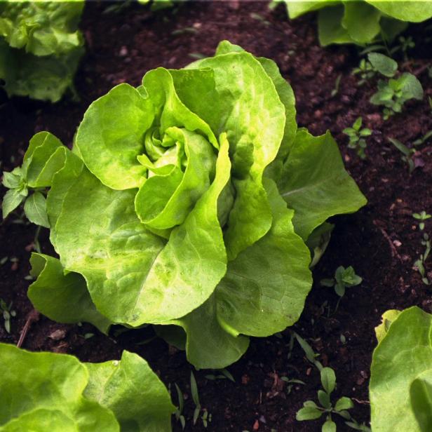 Ein Kopf grüner Salat wächst im Garten.