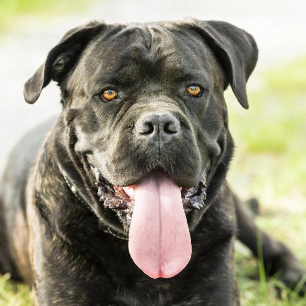 Ein Hund der Rasse Cane Corso