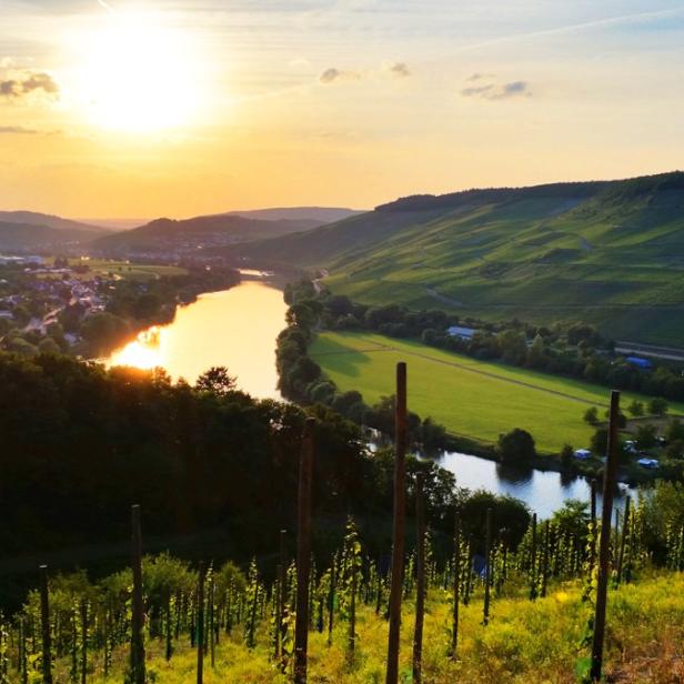 Blick über Weinberge auf eine Flusslandschaft im Abendlicht.