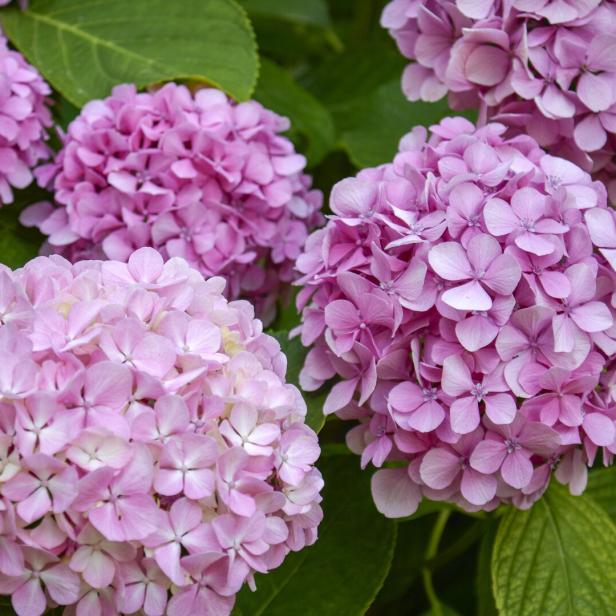 Leuchtend rosafarbige Blütenköpfe bei einer Hortensie.