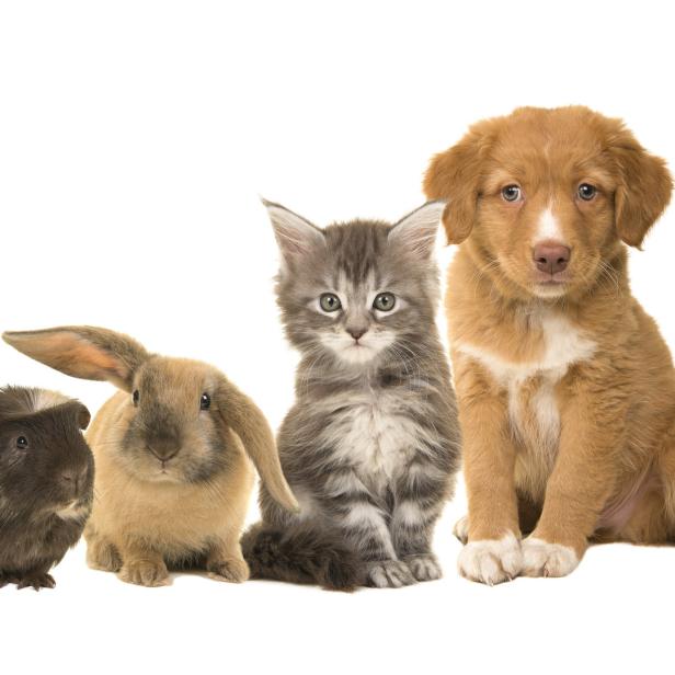 Ein Meerschweinchen, ein Kaninchen, ein Kätzchen und ein Welpe sitzen nebeneinander.