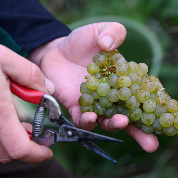 Eine Hand hält eine Traube grüner Weintrauben und eine Gartenschere.