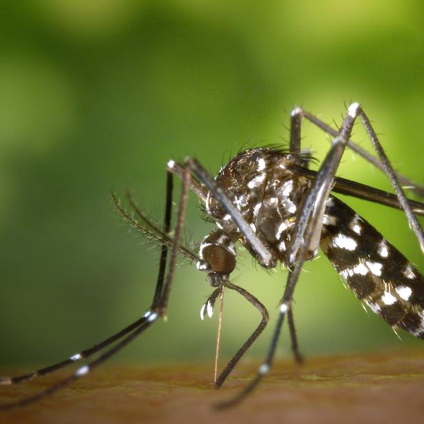 Eine Tigermücke mit schwarz-weiß gemustertem Körper sitzt auf einer Oberfläche vor grünem Hintergrund.