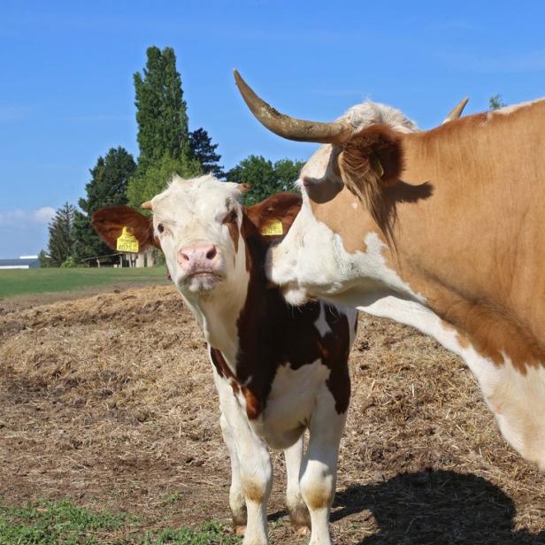 Eine braun-weiße Kuh leckt ein Kalb auf einer Weide.