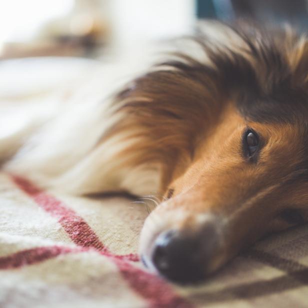 Ein Collie ruht auf einer karierten Decke.