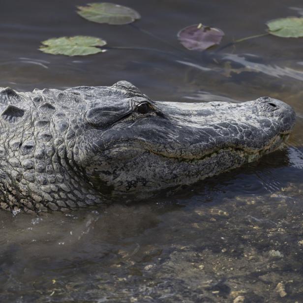 Ein Alligator liegt im seichten Wasser.