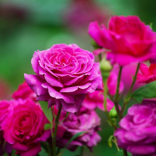 Pink roses blossom on green blurred background close up, beautiful red rose bunch macro, growing purple flowers in bloom on flowerbad, elegant floral arrangement, romantic holiday greeting card design