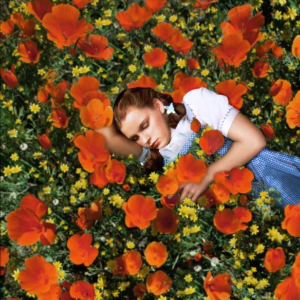 Dorothy liegt schlafend in einem Feld voller Mohnblumen.