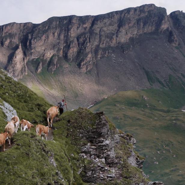 Eine Herde Kühe wird von zwei Hirten einen steilen Bergpfad hinaufgetrieben.