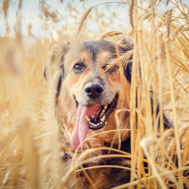 Portrait of a beautiful German shepherd with his tongue hanging out in a wheat field on a Sunny day