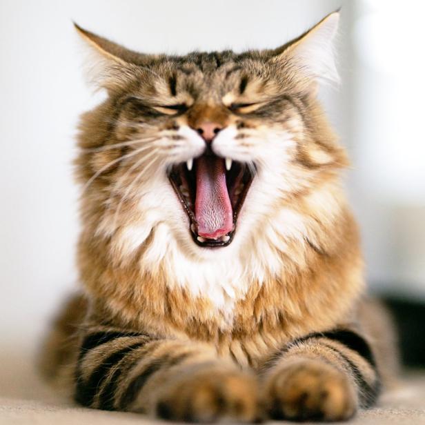 Eine braun getigerte Katze liegt und gähnt mit weit geöffnetem Maul.