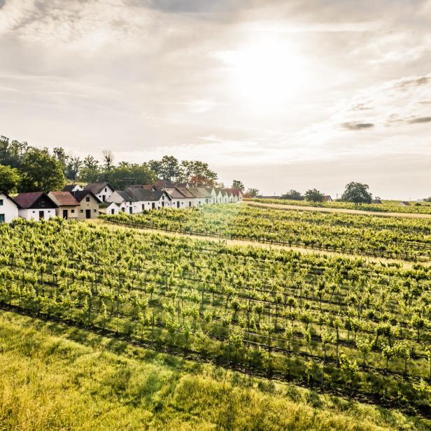 Blick über einen Weinberg auf eine Reihe von Weinhäusern.