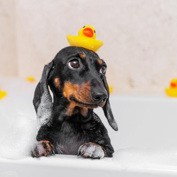 Ein Dackel sitzt in einer Badewanne mit Schaum und einer gelben Gummiente auf dem Kopf.