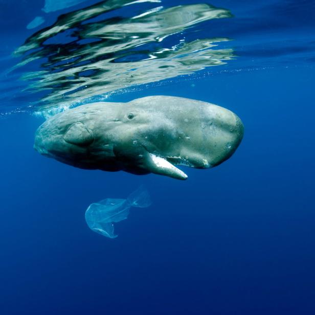 Ein Pottwal schwimmt im tiefblauen Ozean, neben ihm treibt eine Plastiktüte.