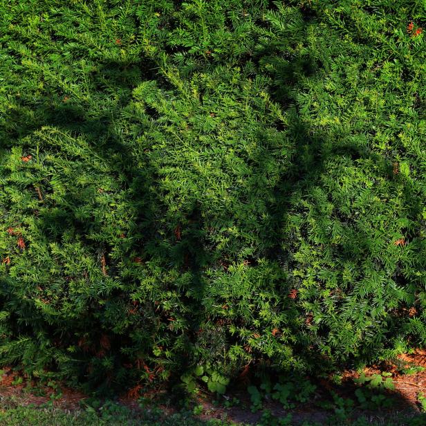 Fahrradschatten auf Hecke.
