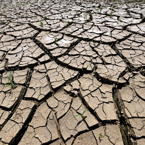 Ausgetrockneter, rissiger Boden mit vereinzelten, kleinen grünen Pflanzen.