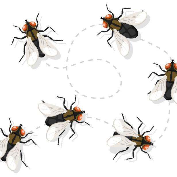 Mehrere Fliegen schwirren auf einem spiralförmigen Pfad.