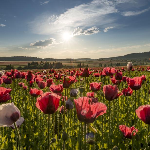 Ein Feld voller roter Mohnblumen unter einem strahlend blauen Himmel.