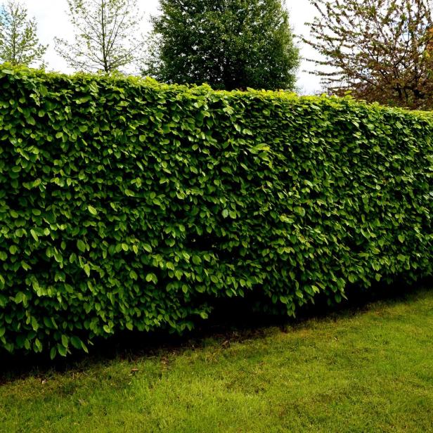Eine lange, grüne Hecke steht in einem Garten.