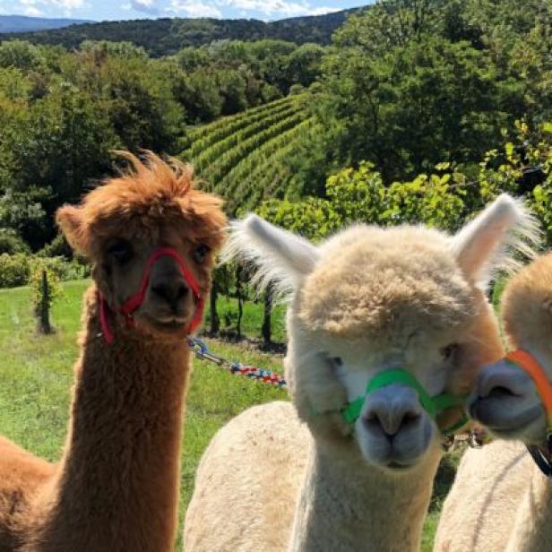 Drei Alpakas stehen auf einer Wiese mit einem Weinberg im Hintergrund.