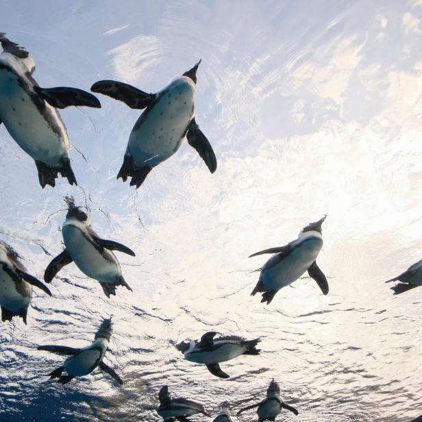 Eine Gruppe Pinguine schwimmt im Wasser, von unten fotografiert.
