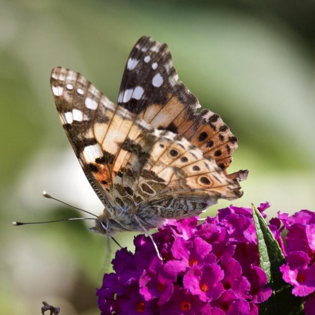 Ein Schmetterling sitzt auf einer lila Blüte.