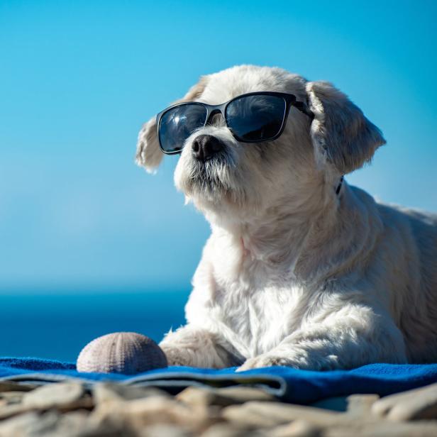 Ein Hund mit Sonnenbrille entspannt am Strand auf einem Handtuch.