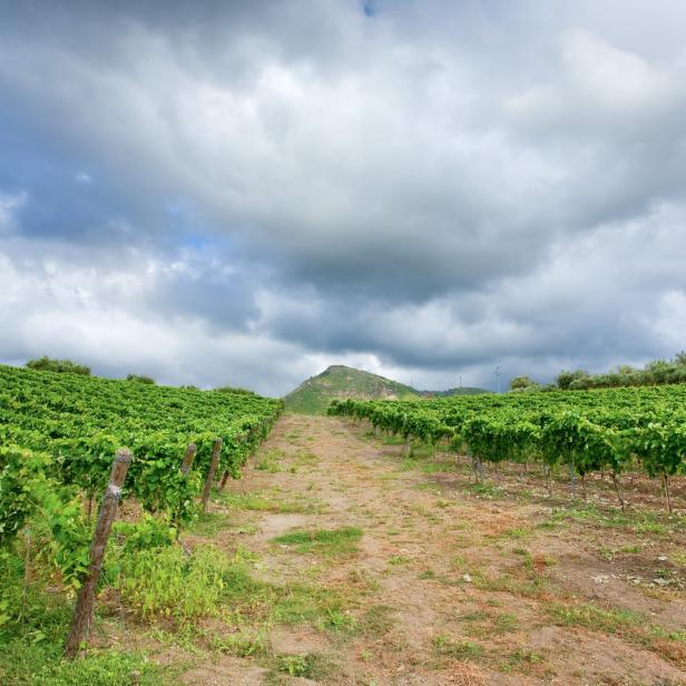 Ein Weinberg mit einem Hügel im Hintergrund unter einem bewölkten Himmel.