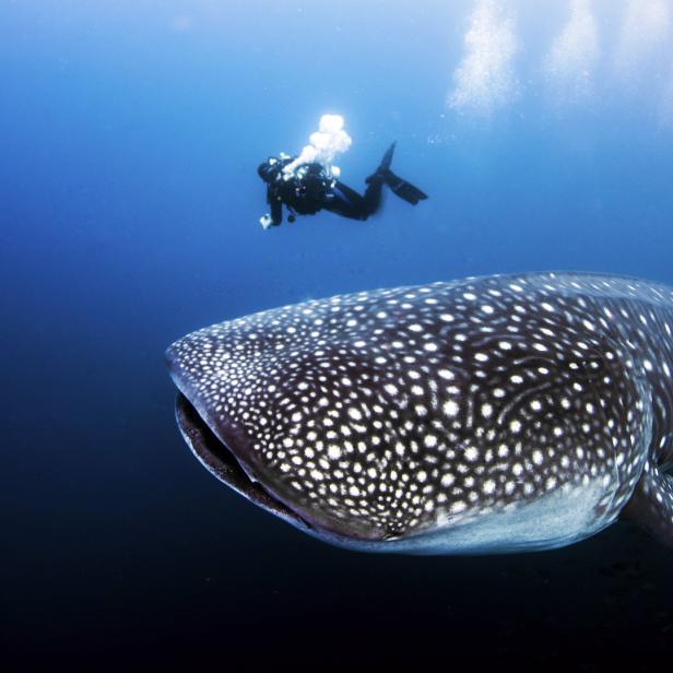 Ein Walhai schwimmt im Ozean, während ein Taucher im Hintergrund zu sehen ist.