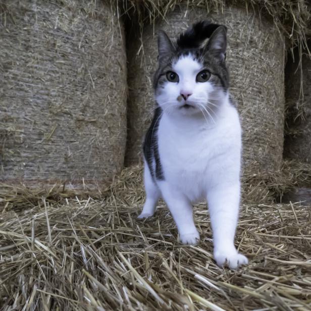 Katze steht auf Heu und schaut nach vorne.
