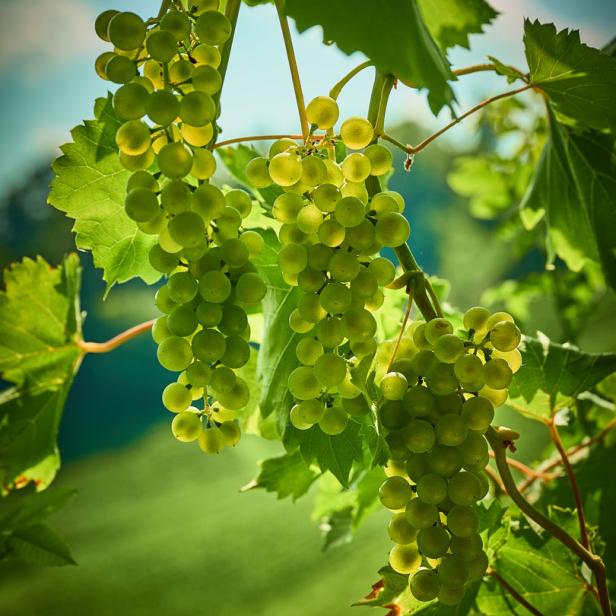 Drei Büschel grüner Trauben hängen an einem Weinstock.