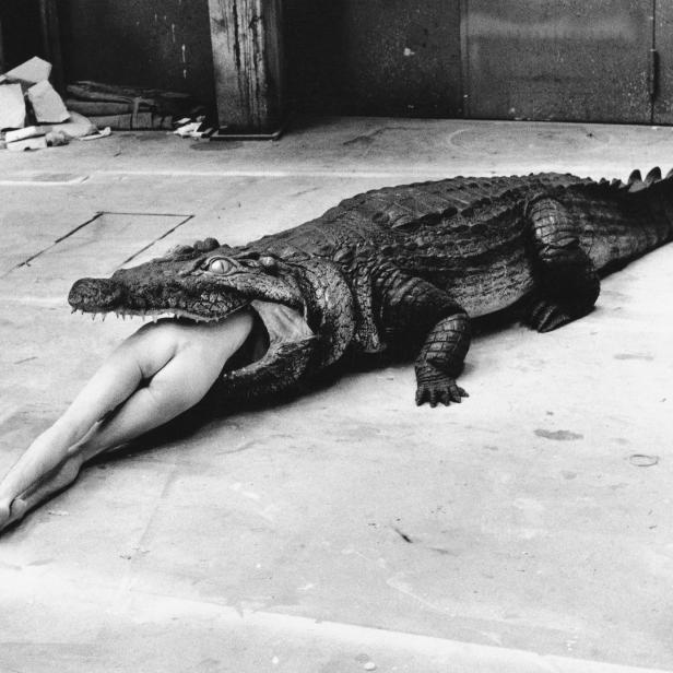 Ein Krokodil hat die Beine einer Person im Maul.