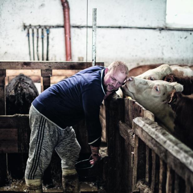 Ein Landwirt füttert Kühe in einem Stall.