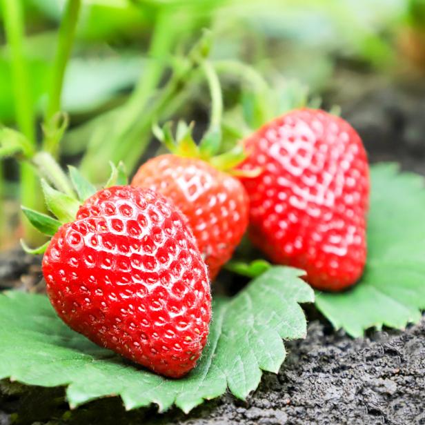 Drei reife Erdbeeren liegen auf einem Blatt im Garten.