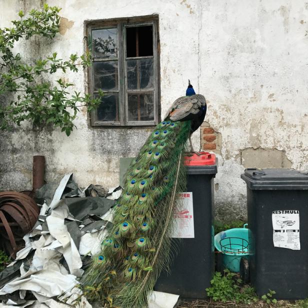 Ein Pfau sitzt auf einem Mülleimer vor einer verfallenen Hauswand.