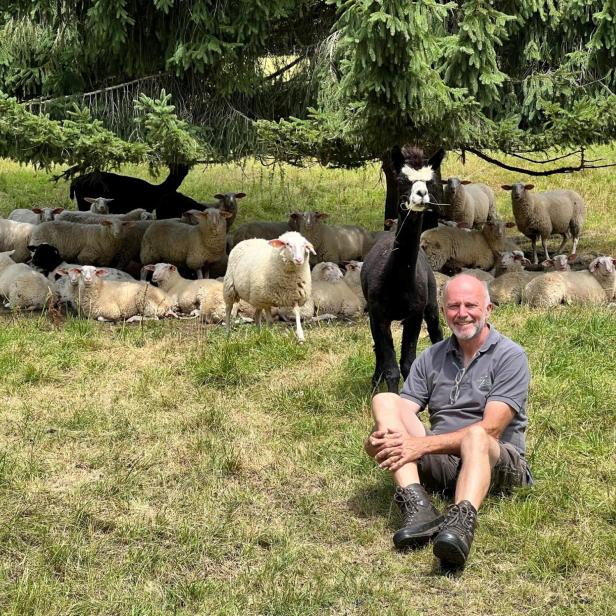 Ein Mann sitzt auf einer Wiese mit einer Herde Schafe und einem Alpaka im Hintergrund.