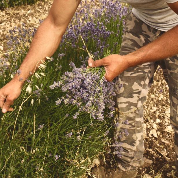 Ein Mann in Tarnhose erntet Lavendel auf einem Feld.