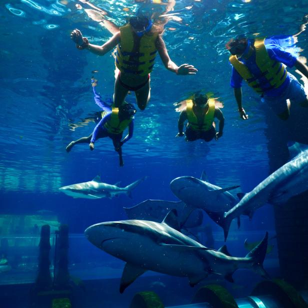 Mehrere Menschen schnorcheln mit Haien in einem Aquarium.