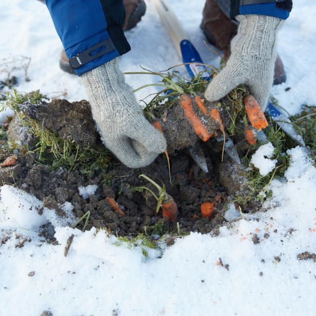 Jemand erntet im Winter Karotten aus einem schneebedeckten Garten.