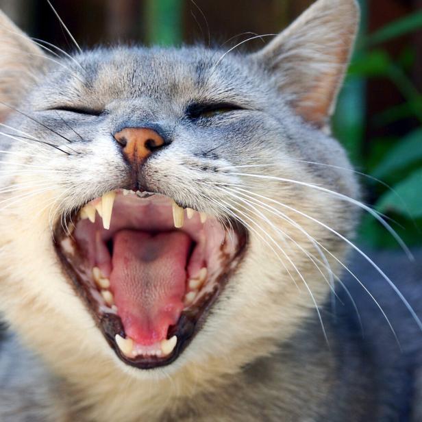 Eine gähnende Katze.