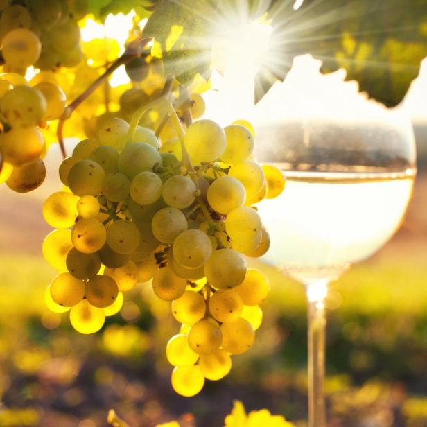 Eine Traube Weißwein hängt vor einem Glas Weißwein im Sonnenlicht.