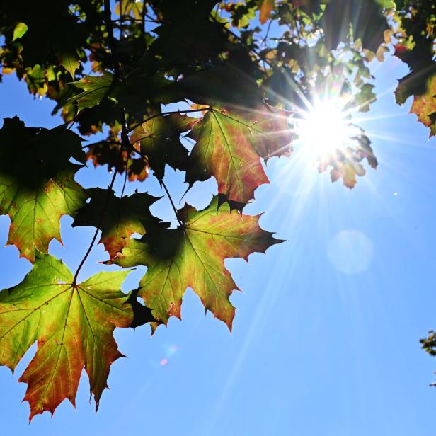 Sonne strahlt durch buntes Laub.