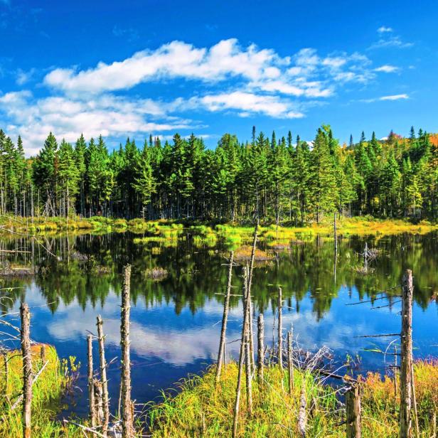 Ein stiller See spiegelt den blauen Himmel und die grünen Bäume wider.