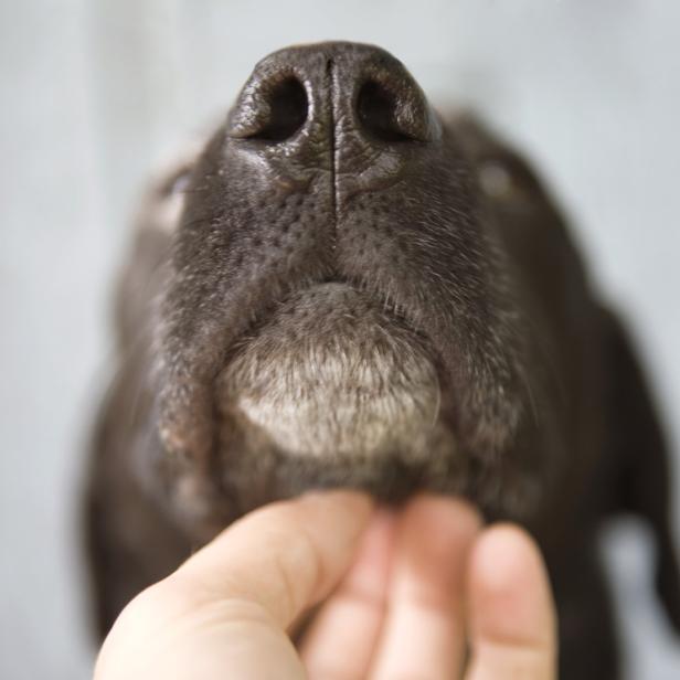 Eine Hand berührt das Kinn eines Hundes.