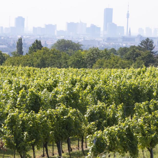 Ein Weinberg mit der Skyline von Wien im Hintergrund.