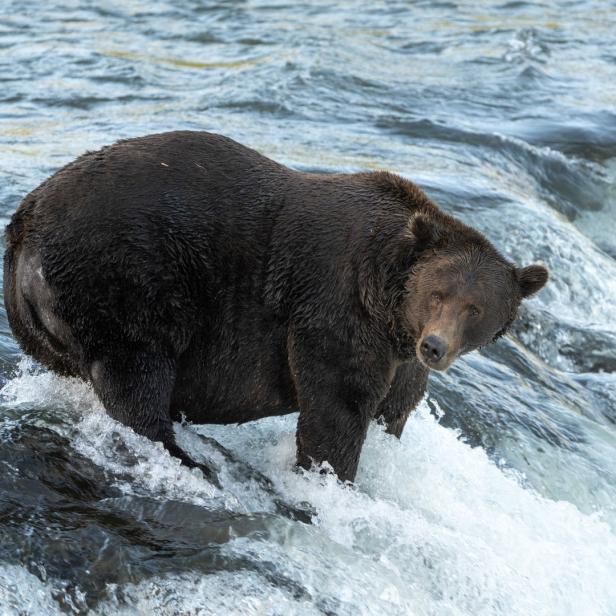 Ein Braunbär steht in einem Fluss mit Stromschnellen.