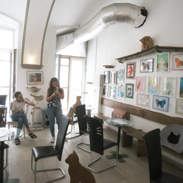 In einem Café betrachten Menschen Kunstwerke mit Katzenmotiven.