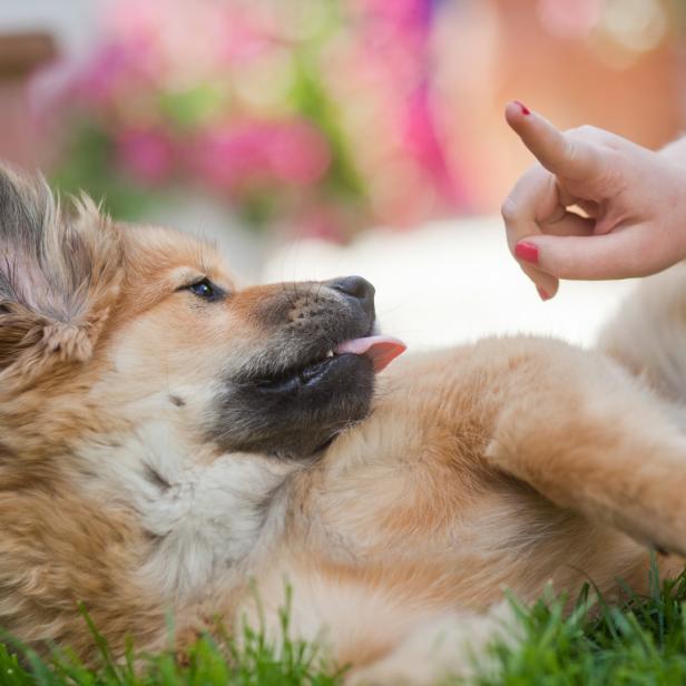 Ein zotteliger, hellbrauner Hund liegt auf dem Rücken und streckt seine Zunge heraus, während eine Hand ihn neckt.