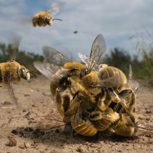 Mehrere Kaktusfeigen-Männchen bilden einen Paarungsknoten, während andere um sie herumschweben.
